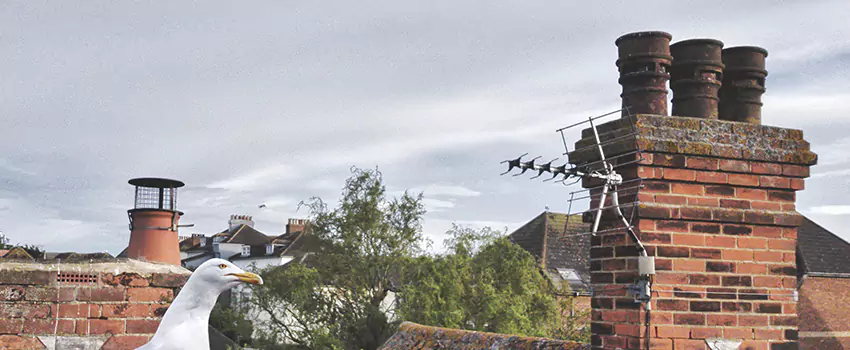 Chimney Cleaning And Restoration in Fort Thomas, Kentucky